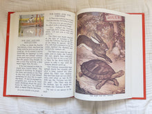 Load image into Gallery viewer, Aesop's Fables
