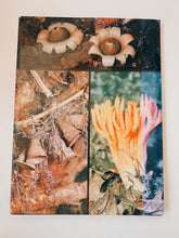 Load image into Gallery viewer, Mushrooms and Fungi Coffee Table Book