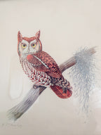 Framed Owl Print
