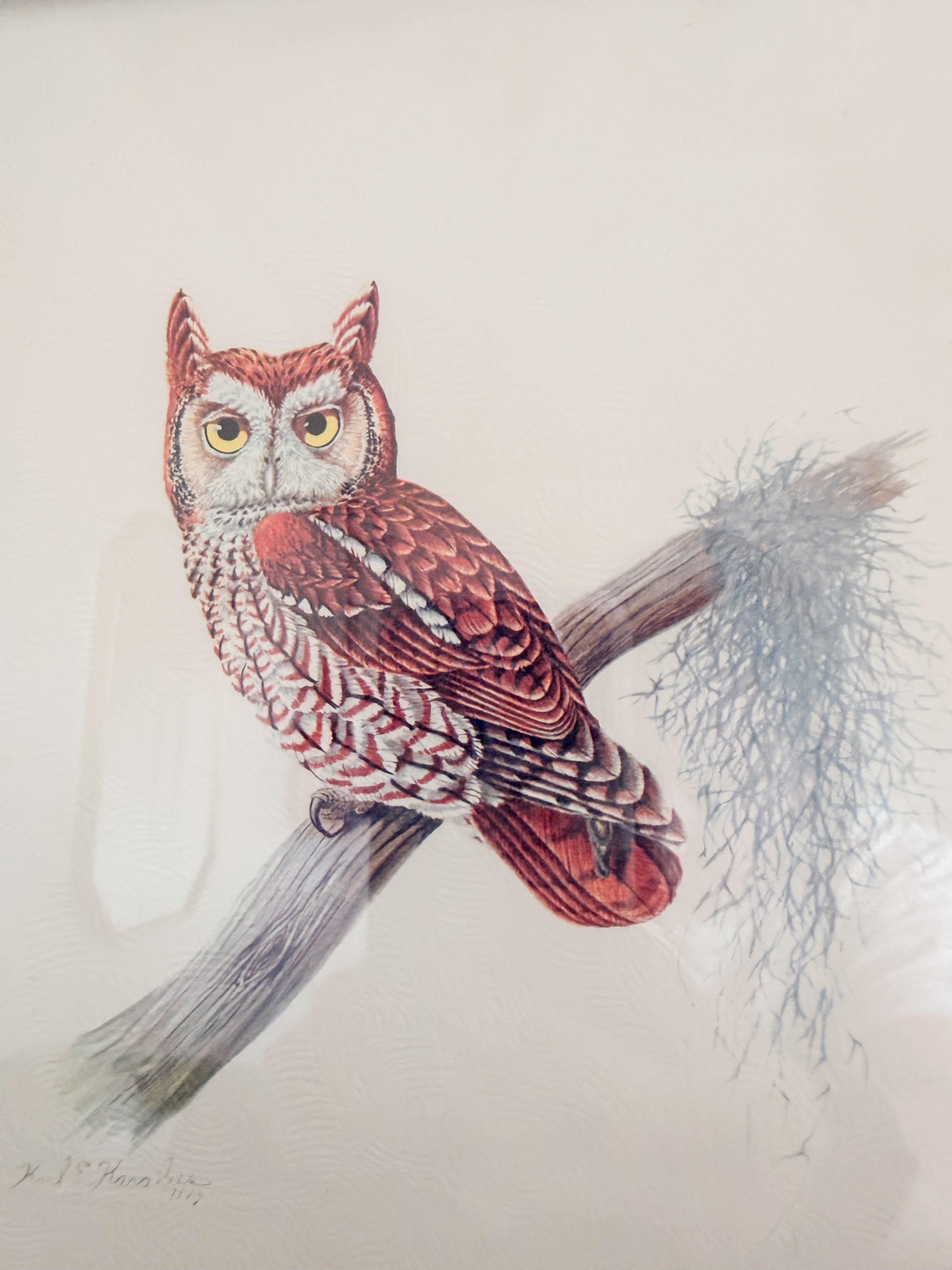 Framed Owl Print