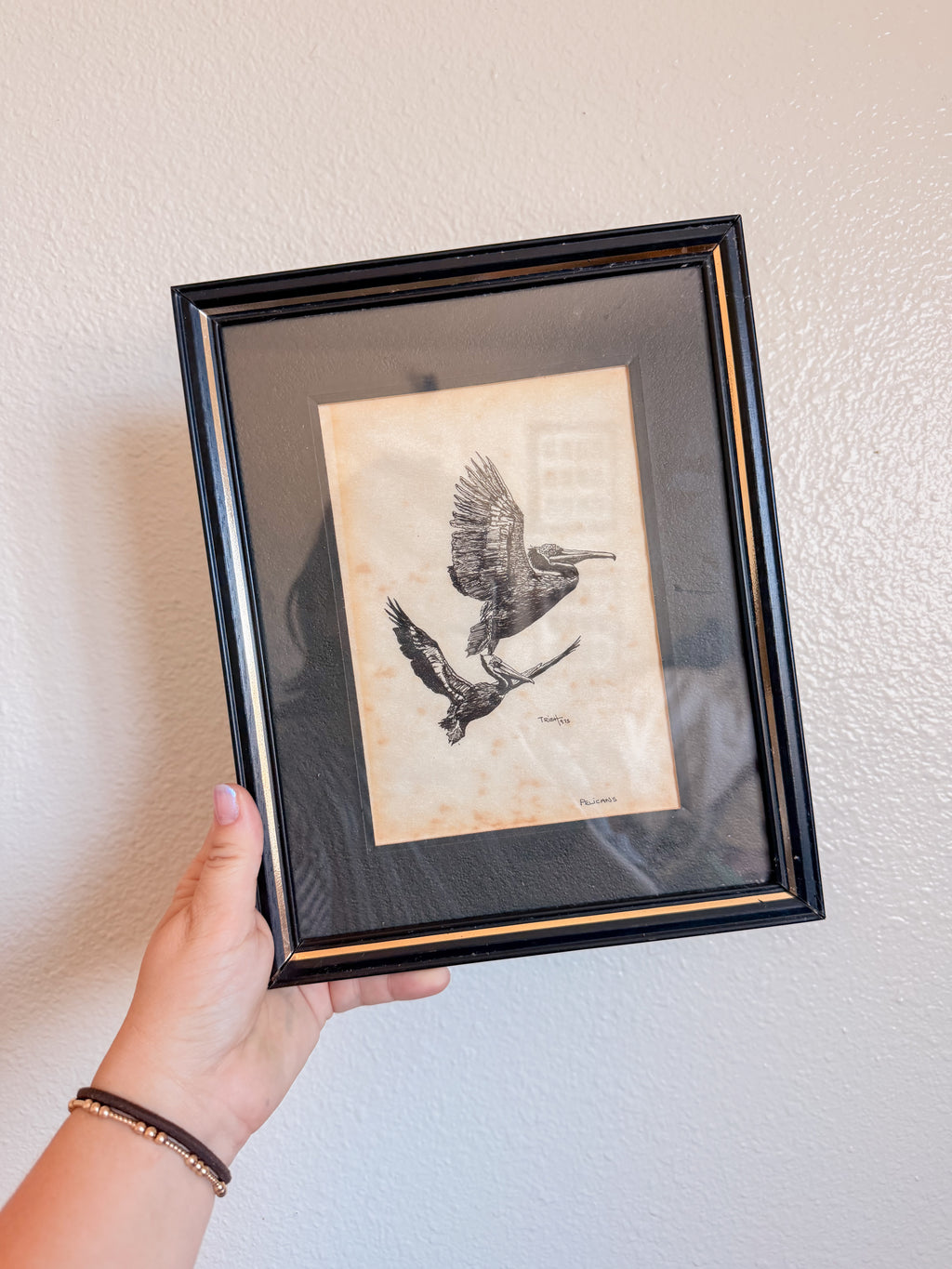 Framed Pelican Sketch