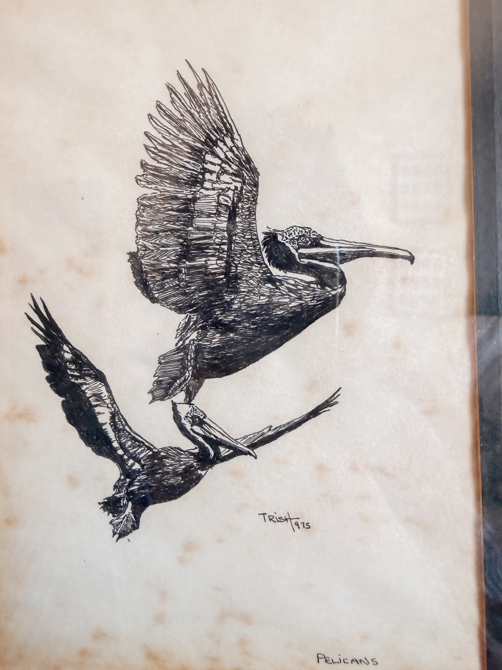 Framed Pelican Sketch