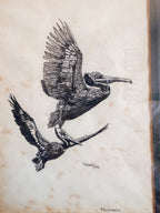 Framed Pelican Sketch