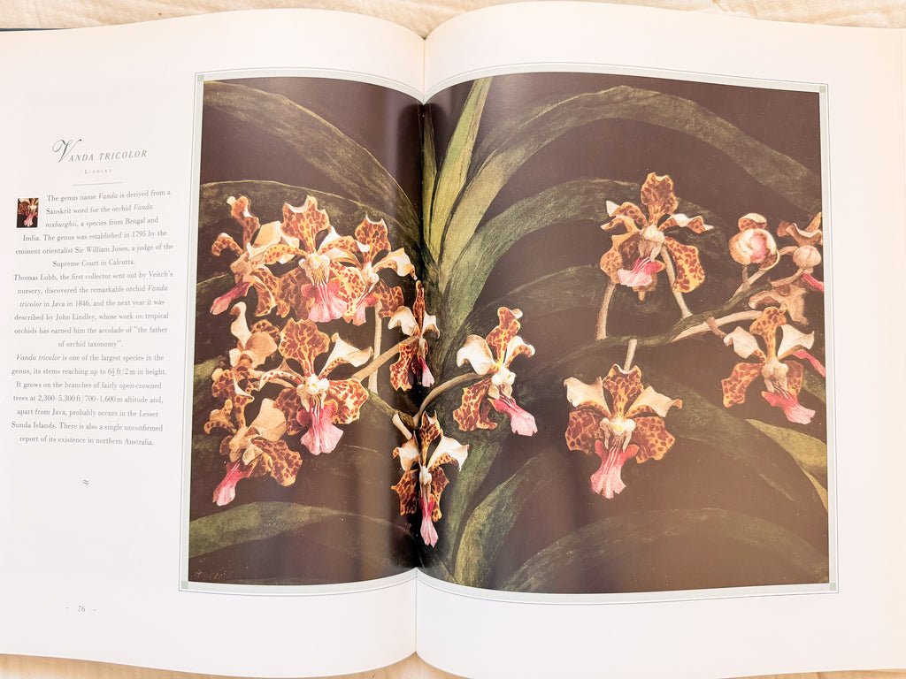 The Forgotten Orchids Book
