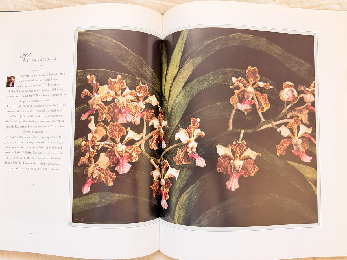 The Forgotten Orchids Book