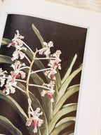 The Forgotten Orchids Book