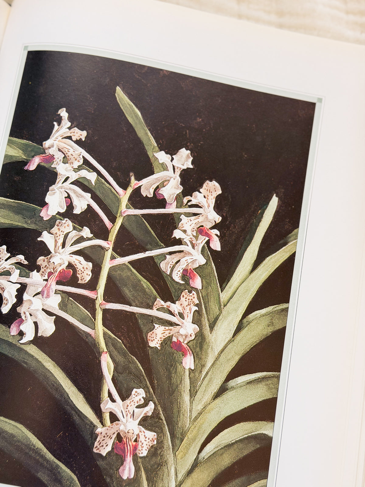 The Forgotten Orchids Book