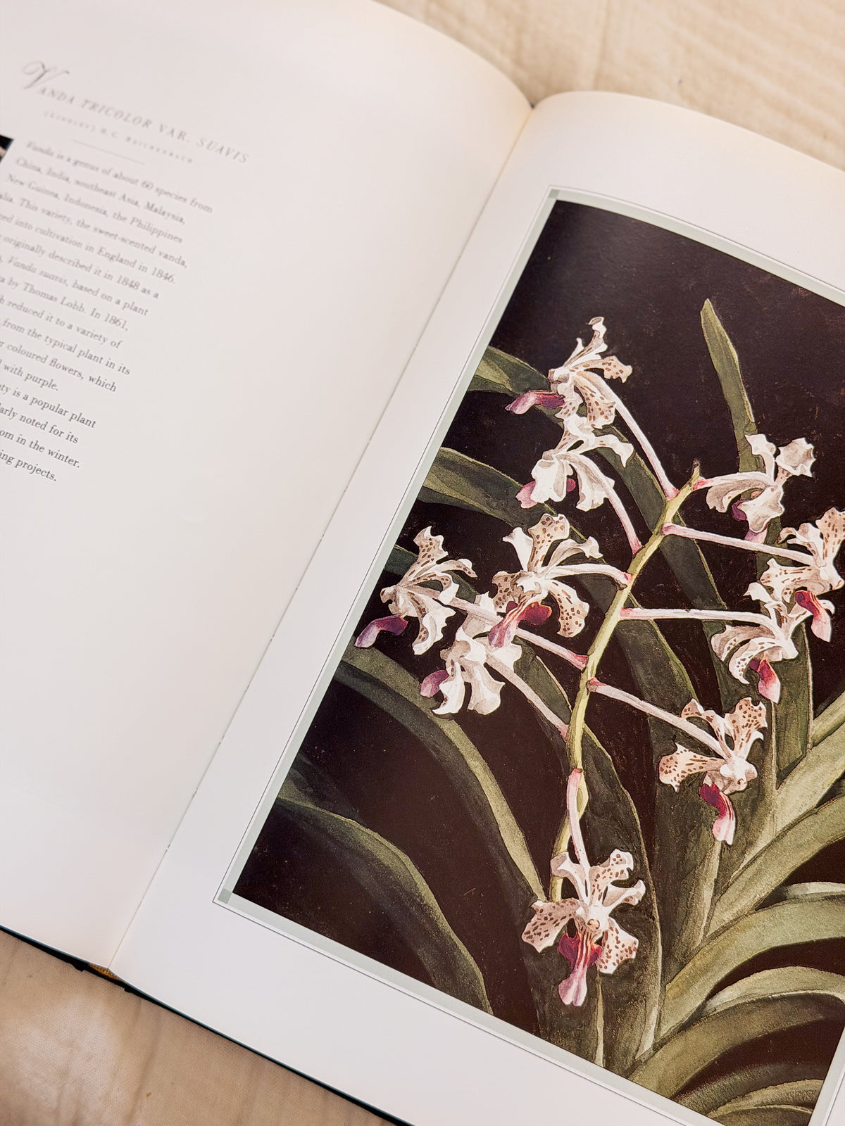 The Forgotten Orchids Book