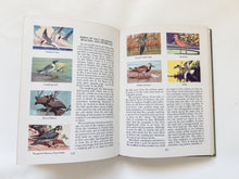 Load image into Gallery viewer, Wildlife in Color Book
