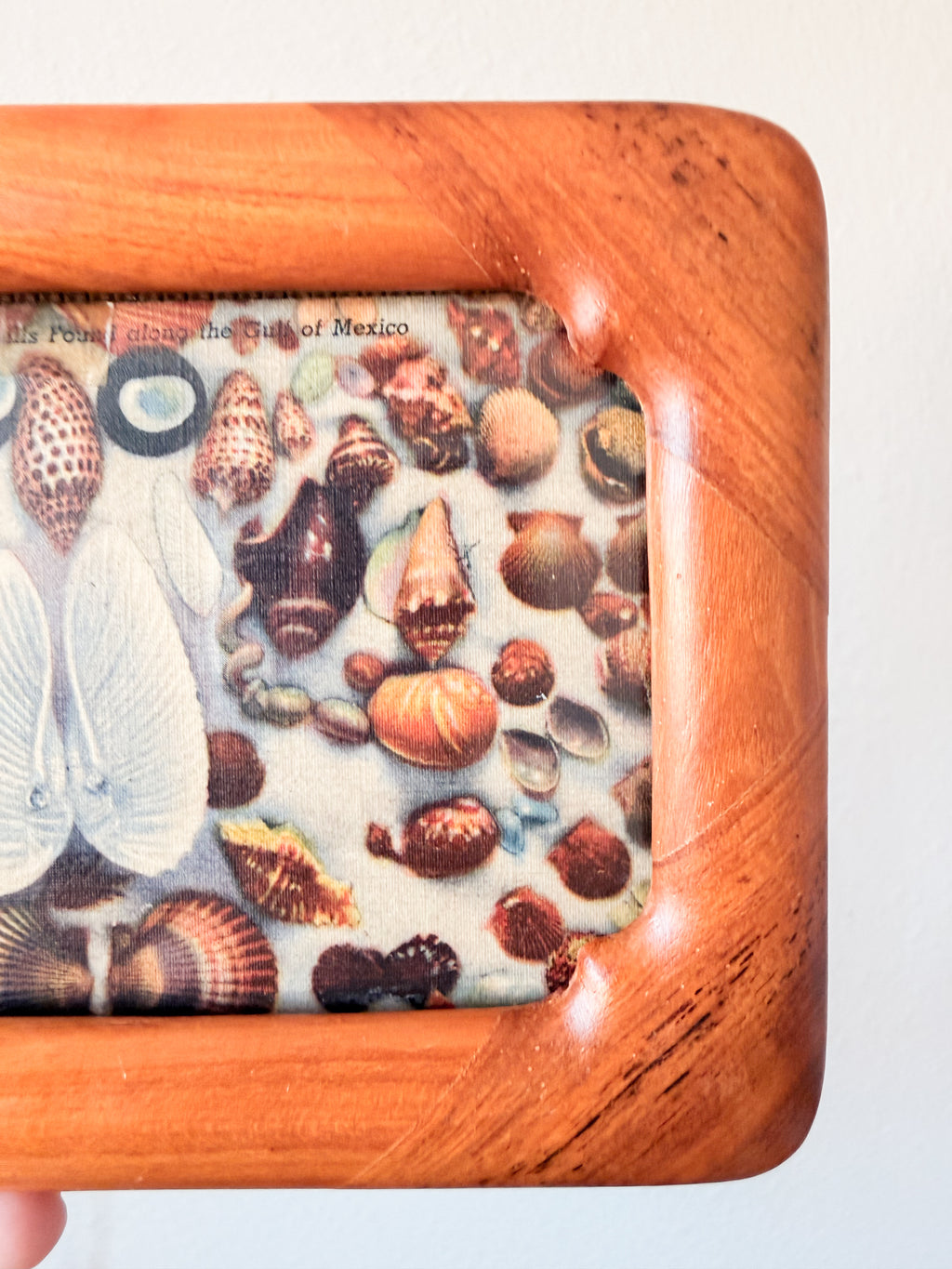 Seashell Postcard in Teakwood Frame