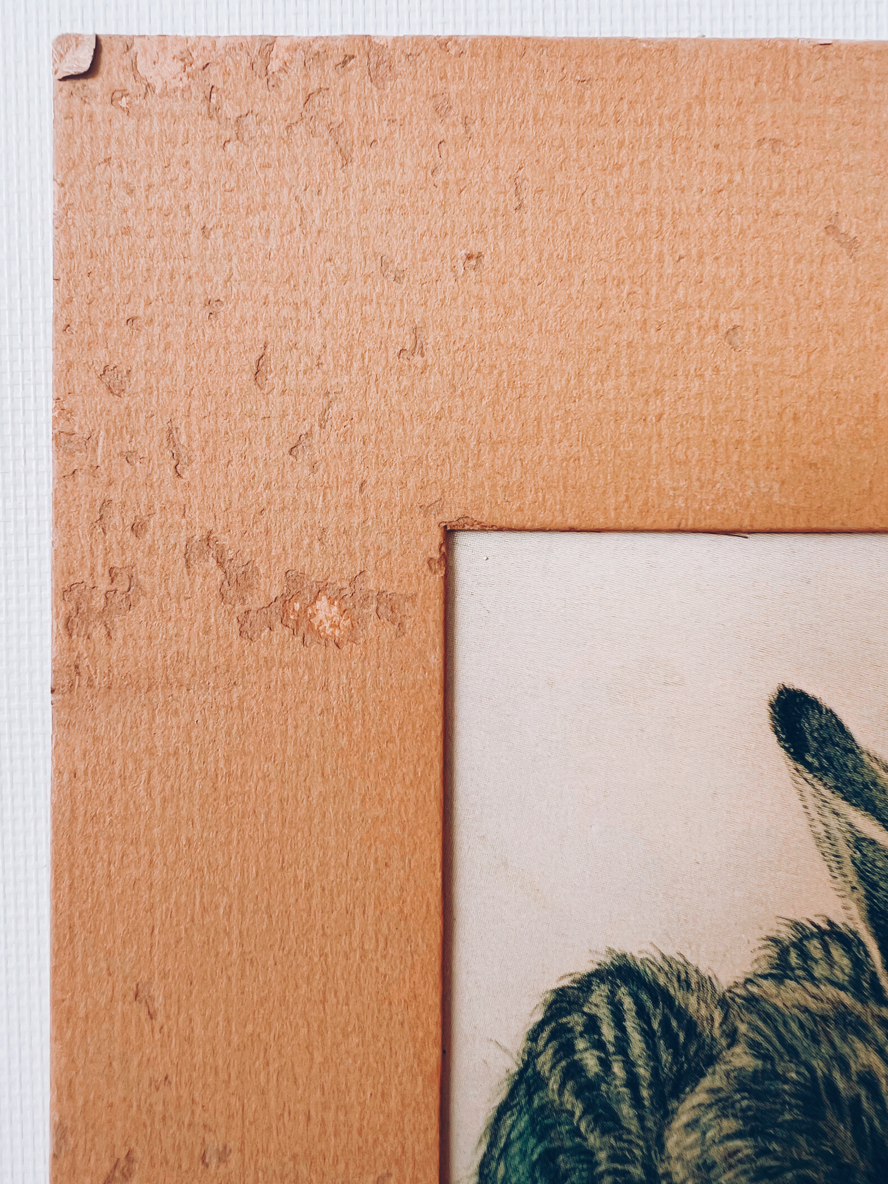Vintage Matted Rabbit Print