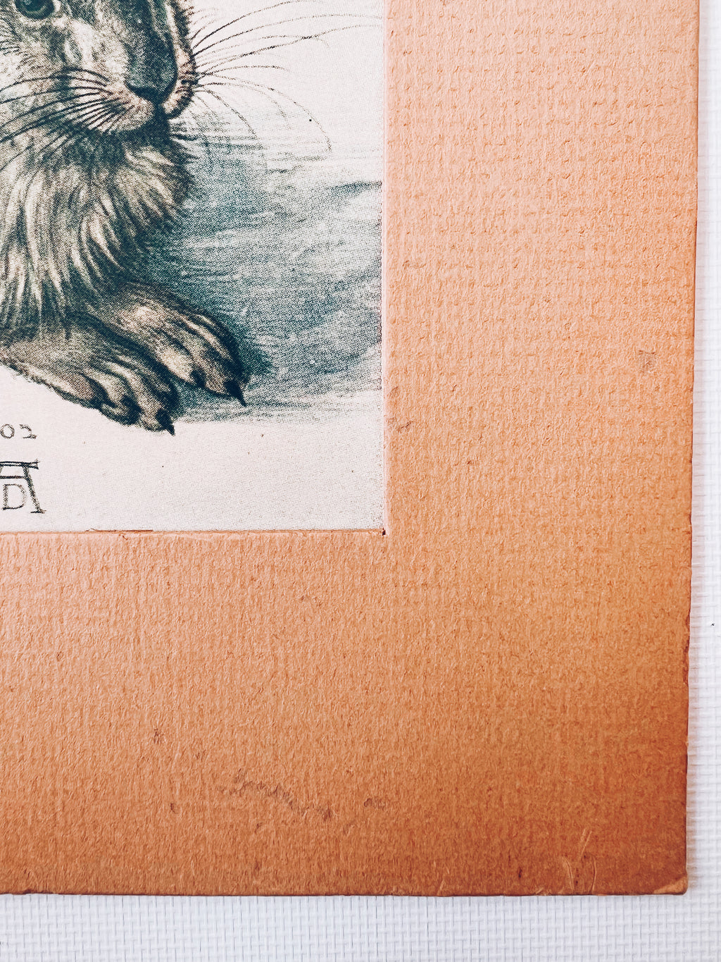 Vintage Matted Rabbit Print