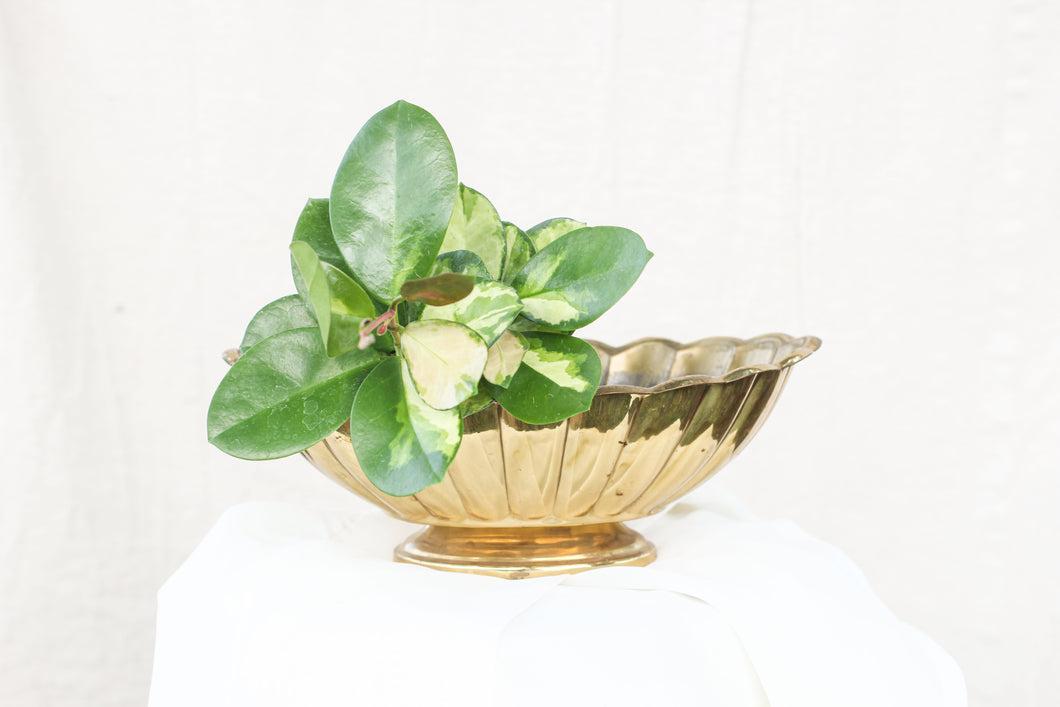 Scalloped Brass Bowl