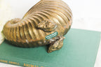 Small Brass Nautilus